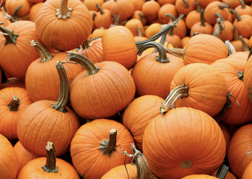 Fright Nights at the Fairgrounds at South Florida Fairgrounds, WPB