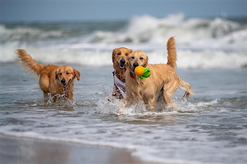 Jupiter Golden Jubilee: 8th Annual Celebration at Dog Beach, Harbourside Place, & Ocean Cay Park, Jupiter